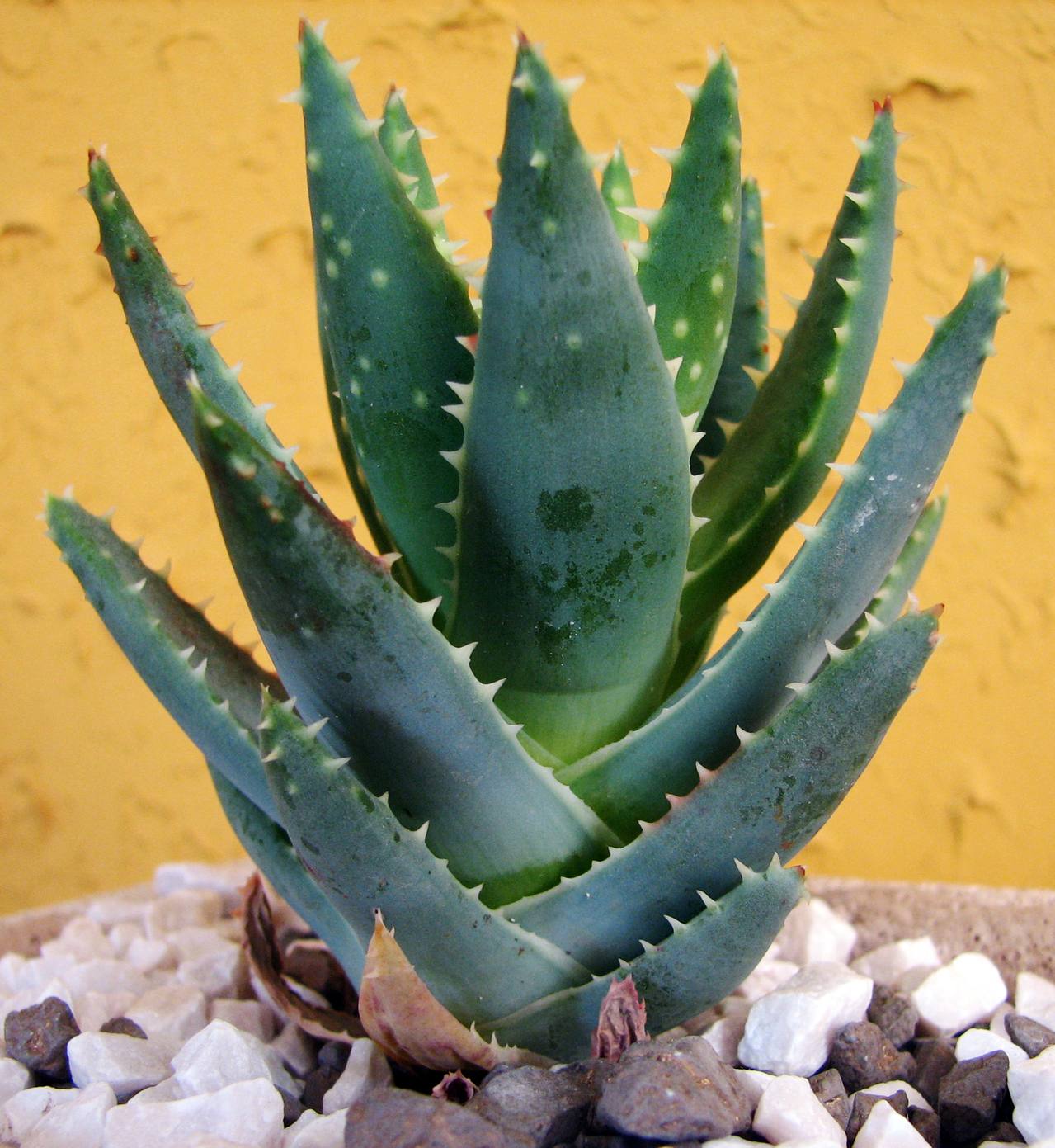Plante d'aloe vera